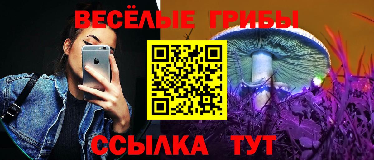 Псилоцибиновые грибы Cubensis Тимашёвск